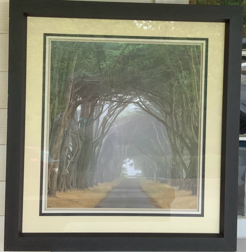 Photograph of Cypress Trees in Black Frame