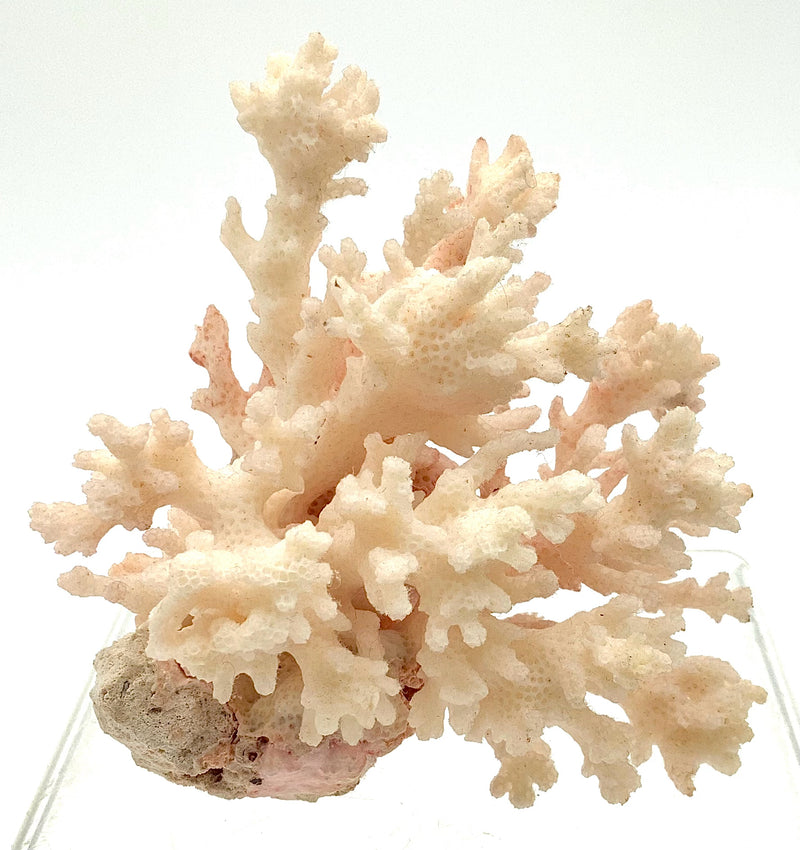 Natural Pink Coral Cluster