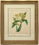 Set/4 Orchid Botanicals in Gold Frames
