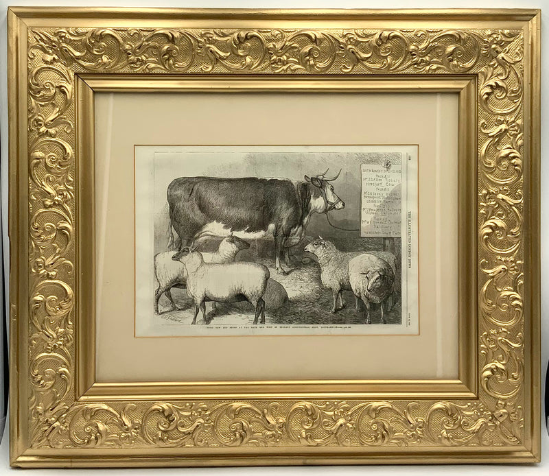 Antique London News Cow & Sheep Engraving in Gold Frame
