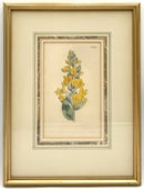 Set/4 Vintage Botanicals in Gold Frames