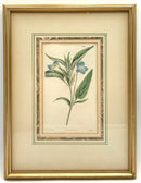 Set/4 Vintage Botanicals in Gold Frames