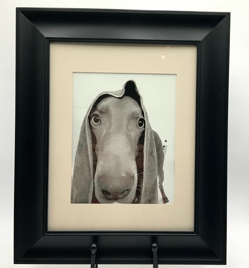 Framed Black & White Photograph of Weimaraner Face