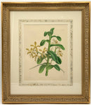 Set/4 Orchid Botanicals in Gold Frames